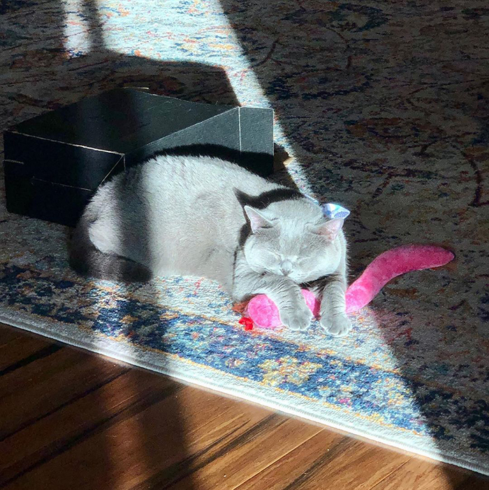 Napfény, doboz, játék, alvás... egy igazán teljes macskaélet!