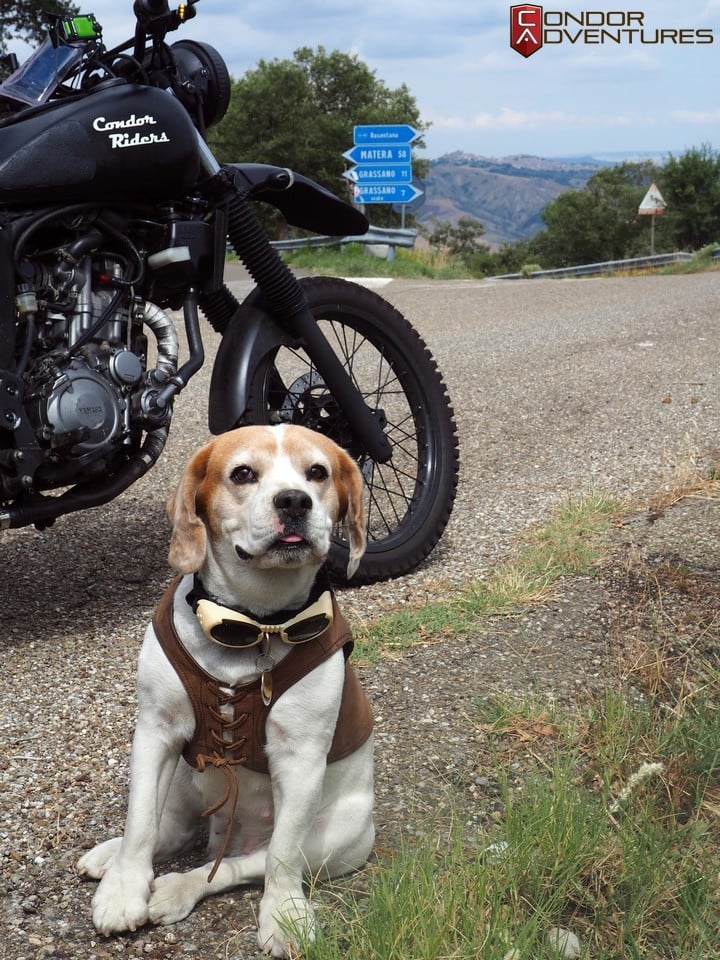 A kutya, aki élvezi a motorozást és a túrázást