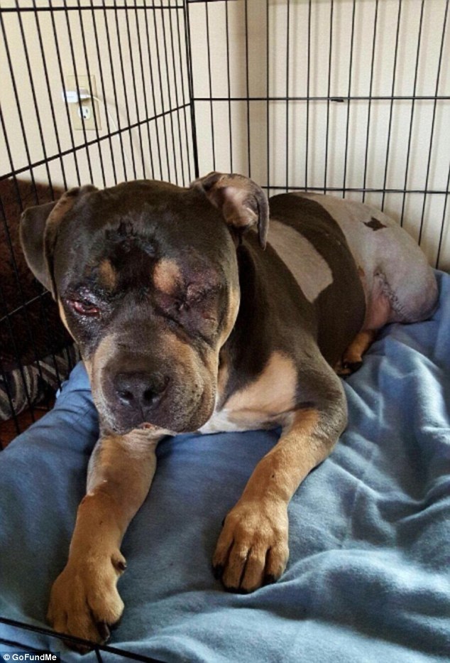 A fiatal kutya egyik lábát és farkát amputálni kellett, és egyik szemét is elvesztette