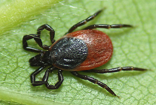 Ixodes ricinus, a hazánkban Lyme-kór szempontjából legveszélyesebb kullancsfaj