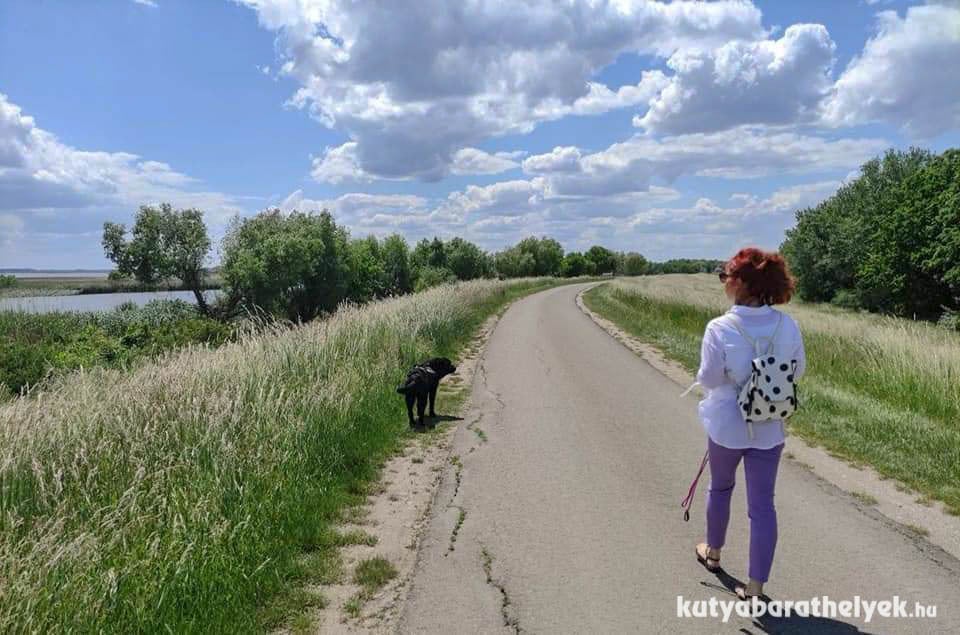 Hosszú sétákat lehet tenni kutyával a Tisza-tó környékén