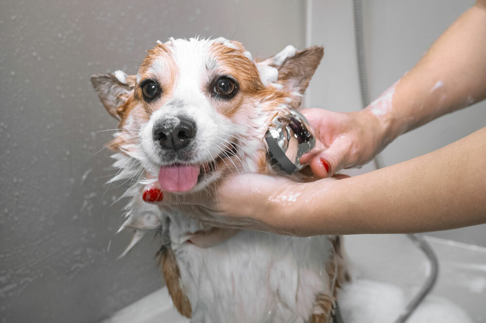 A legtöbb kutya elviseli a fürdetést, de soha nem fogja megszeretni