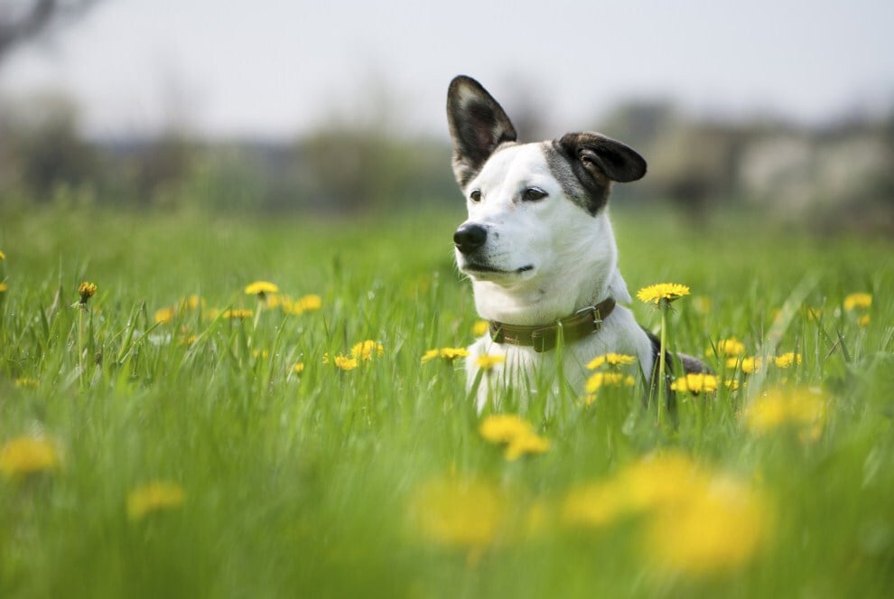 Kullancsbénulás kutyáknál - A természetben járva fokozott a veszély