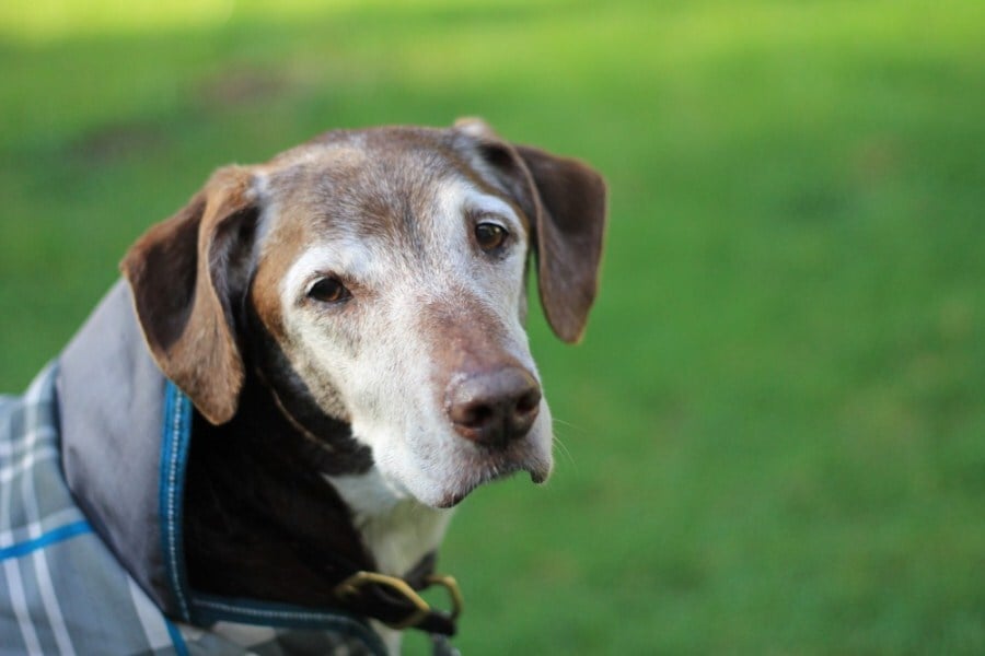Időskori betegségek kutyáknál - A vesebetegségek sajnos gyakoriak
