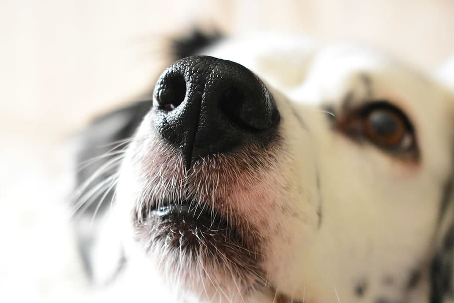 Bajusz - A vastag, erős szőrszálak elősegítik, hogy a kutya pontosabban érzékelje a környezetében lévő dolgokat