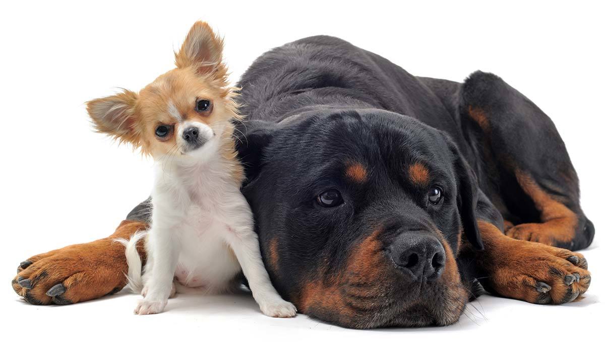 Remegés kutyáknál - a nagytestű kutya félelmet kelthet a kistestűben, ám a legjobb barátokkál is válhatnak