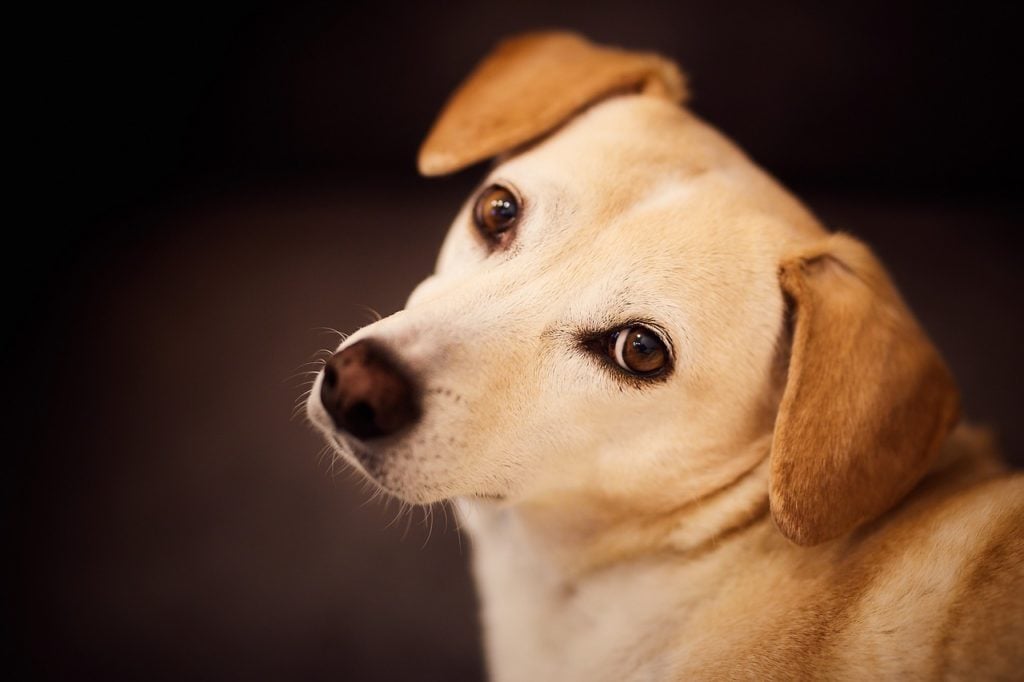 Kifejező tekintetük mellett orrukat is használják a kommunikációban a kutyák