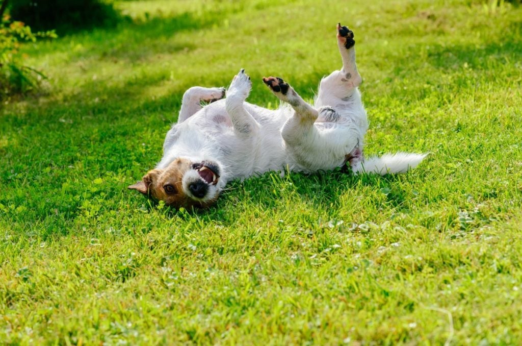 Hempergés a fűben, ürülékben - teljes áhítattal művelheti a kutya