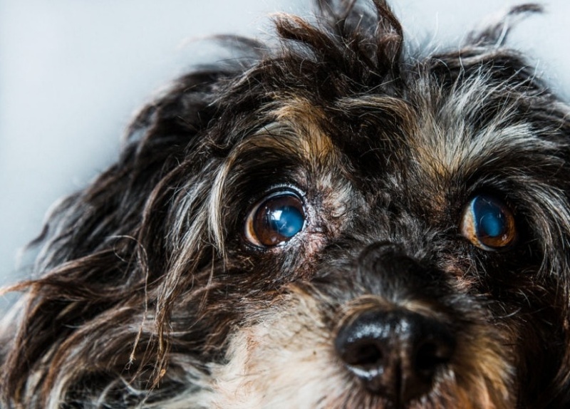 Kékes homály a kutya szemein - A szemlencseszklerózis rendszerint egyidejűleg mindkét szemen kialakul