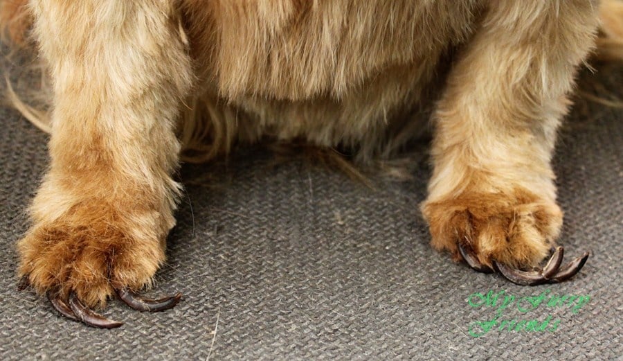 Komoly sérülések, betegségek forrása lehet a túl hosszú kutyakarom -  Egészség