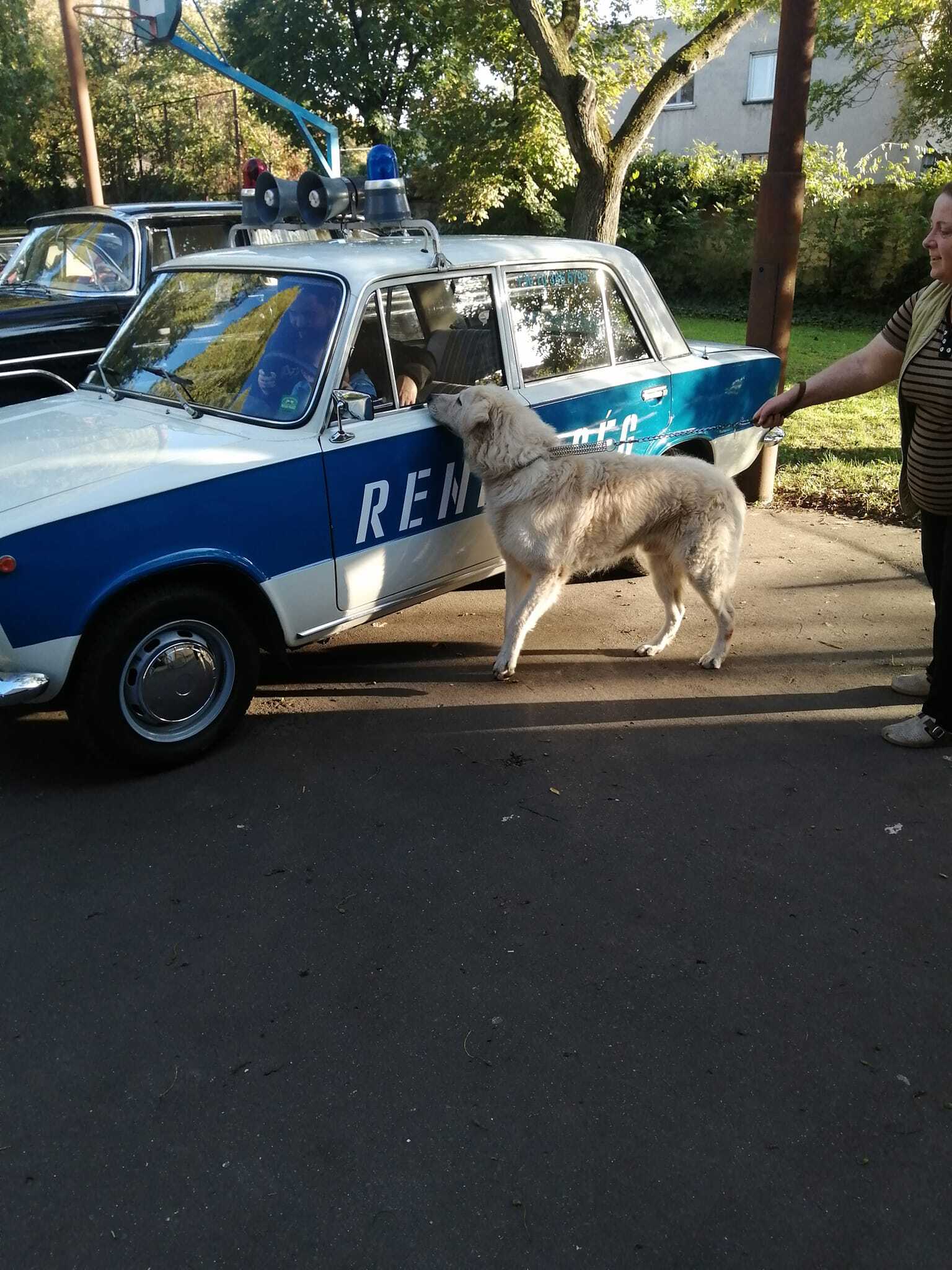 kuvasz kuvasz