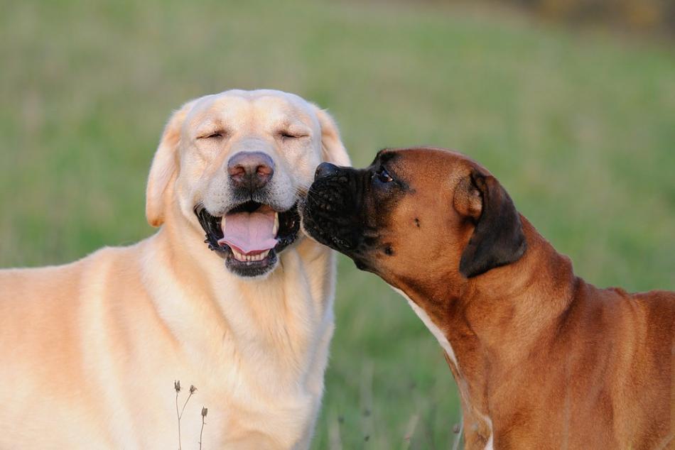 A kutyák társas lények, ám egy negatív élmény is kiválthatja az agresszív viselkedést