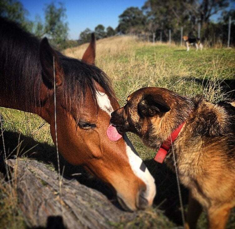 Egy kedves puszi is jelezheti, hogy a kutya barátjának tekinti a lovat