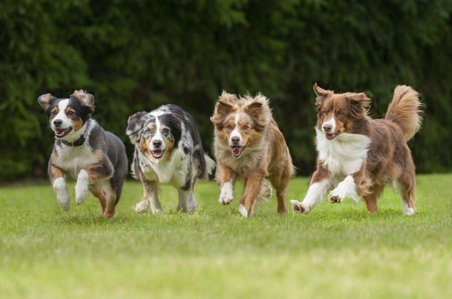 Minden kutya igényli a rendszeres testmozgást