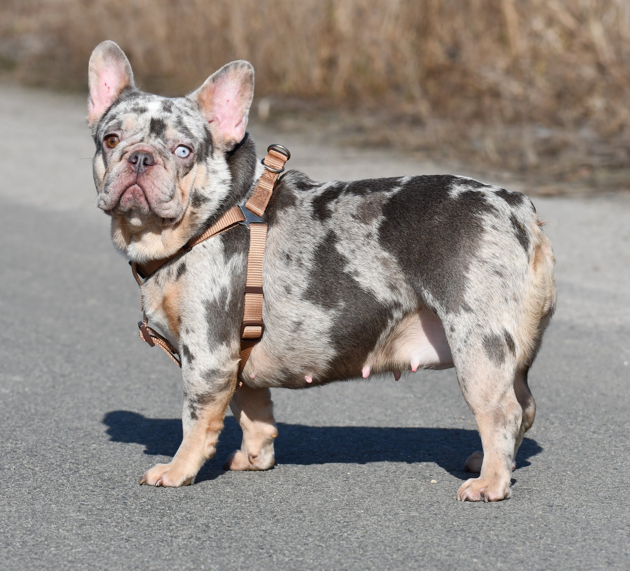 francia bulldog