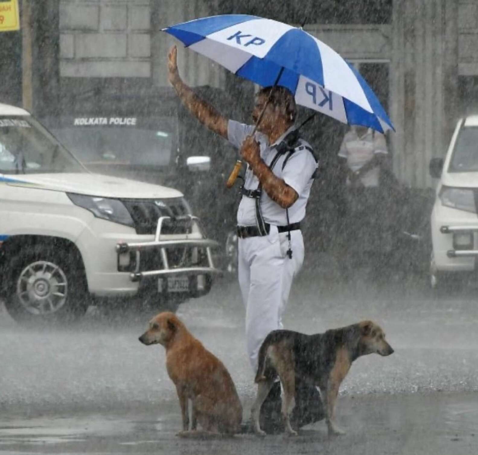 A jószívű rendőr megosztotta esernyőjét a kóbor kutyákkal