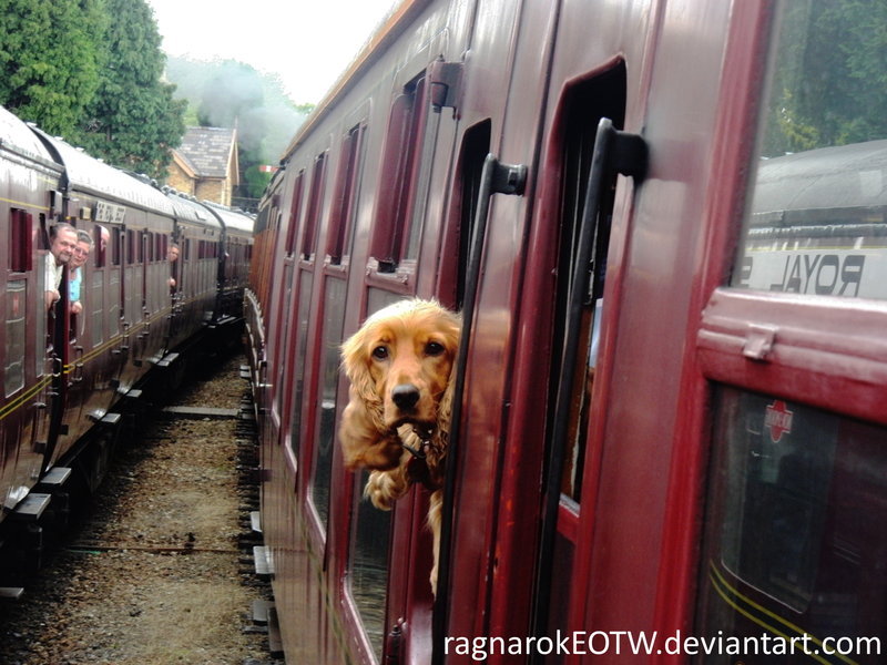 vonatozás kutyával