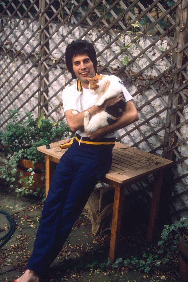 Freddie Mercury és macskája Freddie Mercury és macskája