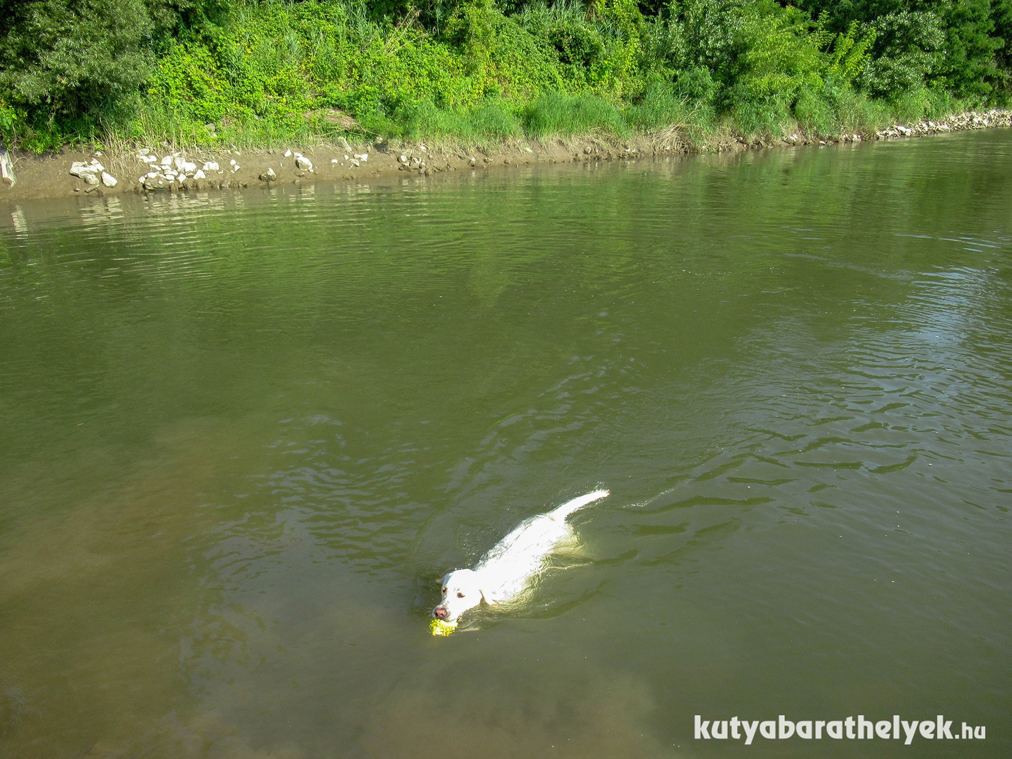 A folyóban Wini jókat tudott úszni
