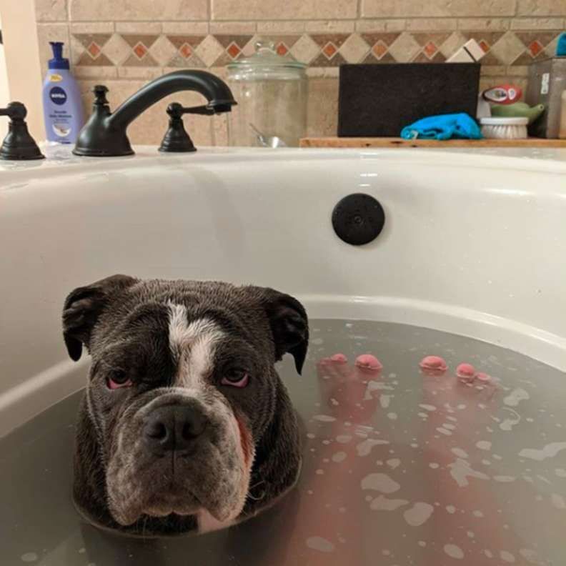Blue, az angol bulldog imád fürdeni