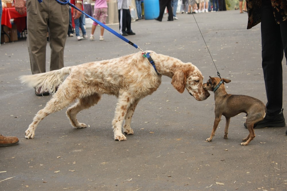 Ismerkedés pórázon - A kisebb kutyák megijedhetnek a nagyobbaktól