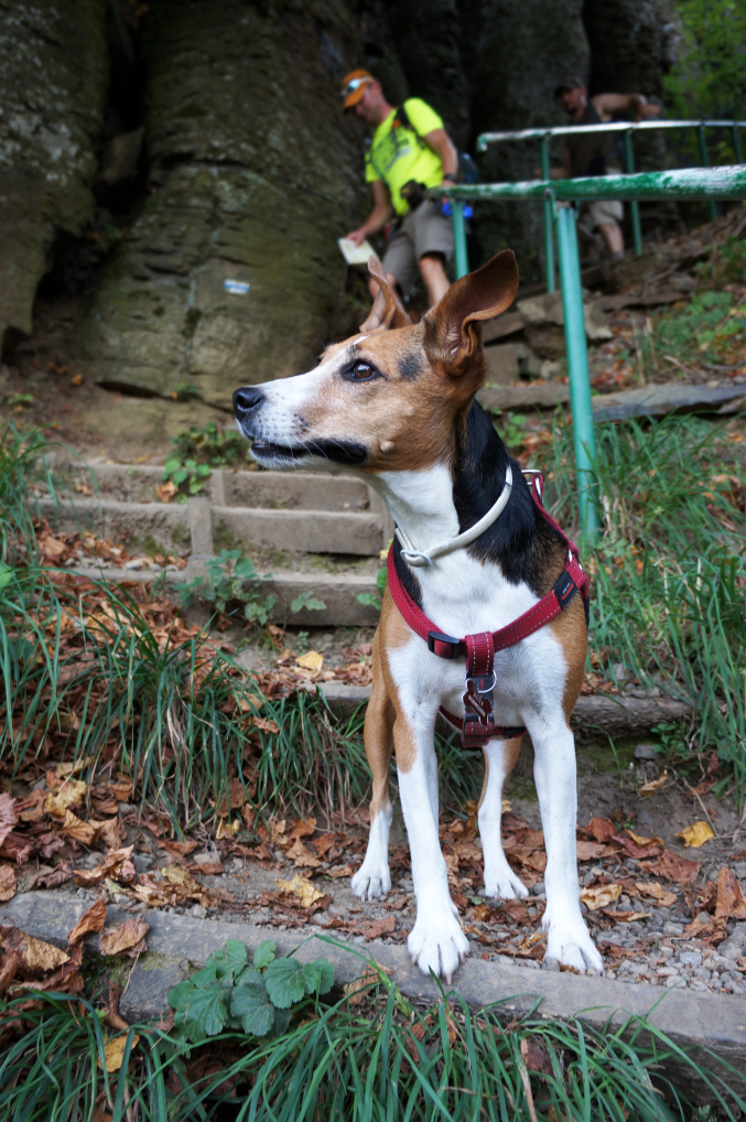 Roxy, a világutazó kutyus kalandjait blogján is követheted