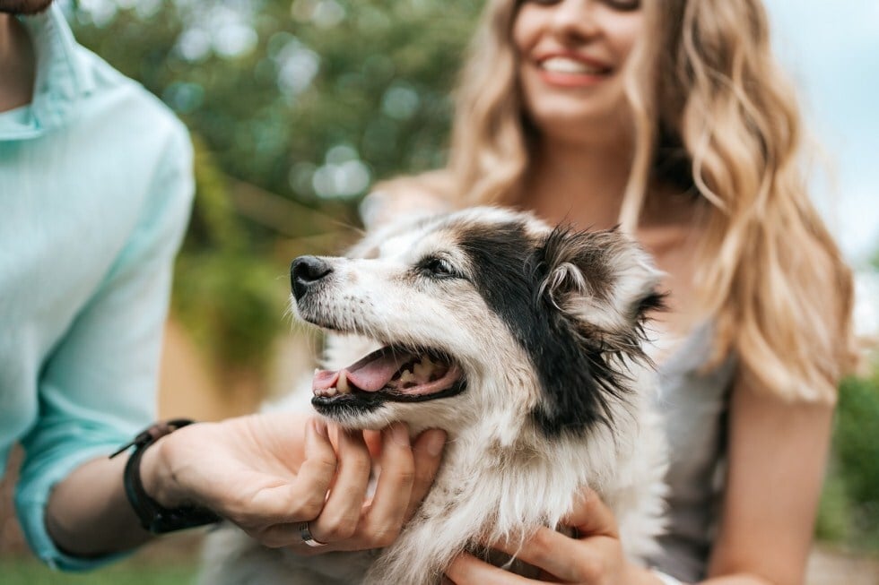 Kutyával a futtatón - Lehet, hogy idős kutyus jobban értékeli az emberek társaságát
