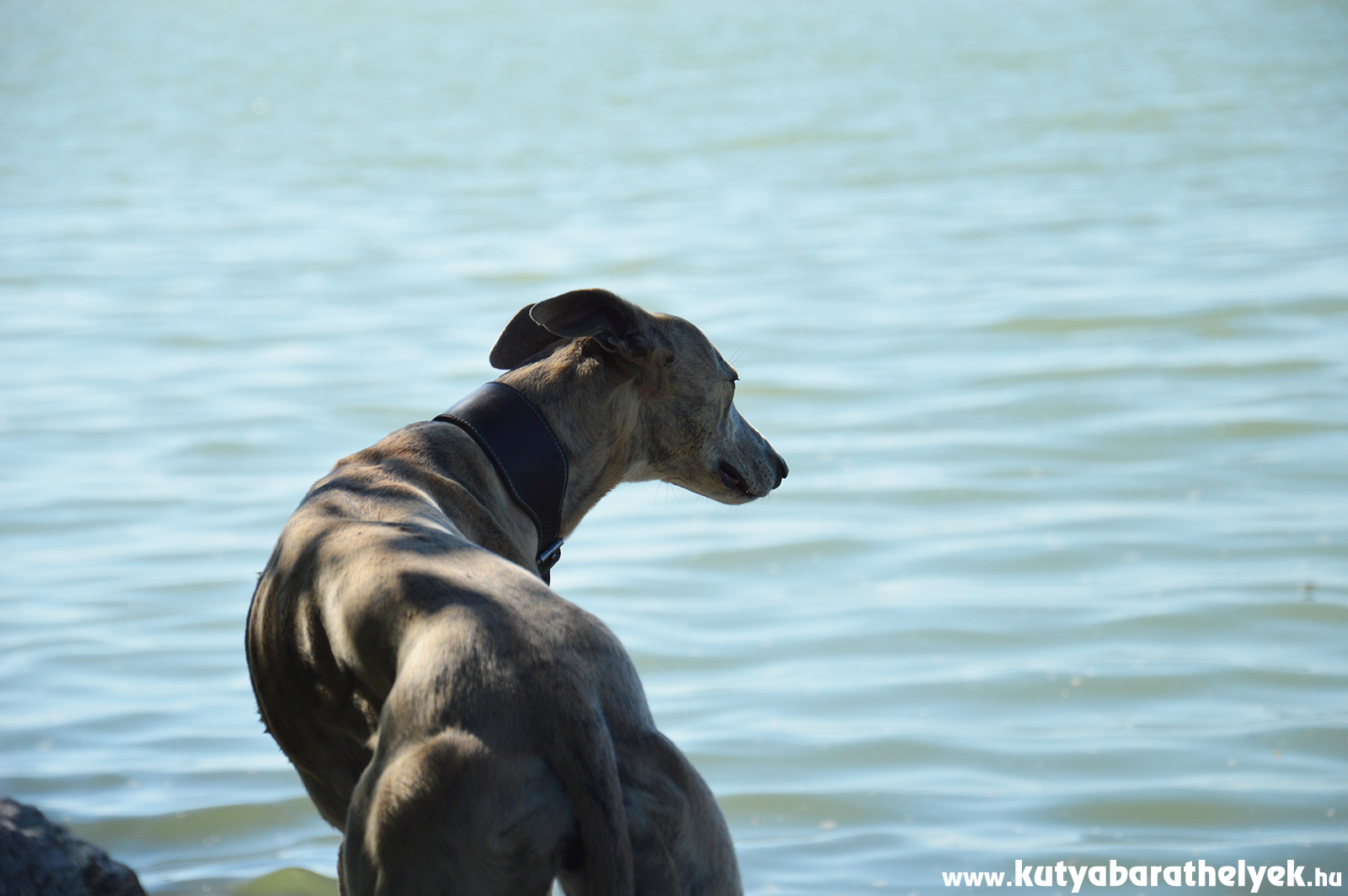 Június 1. - A nyár első napjától a kutyák is fürödhetnek a Balatonban