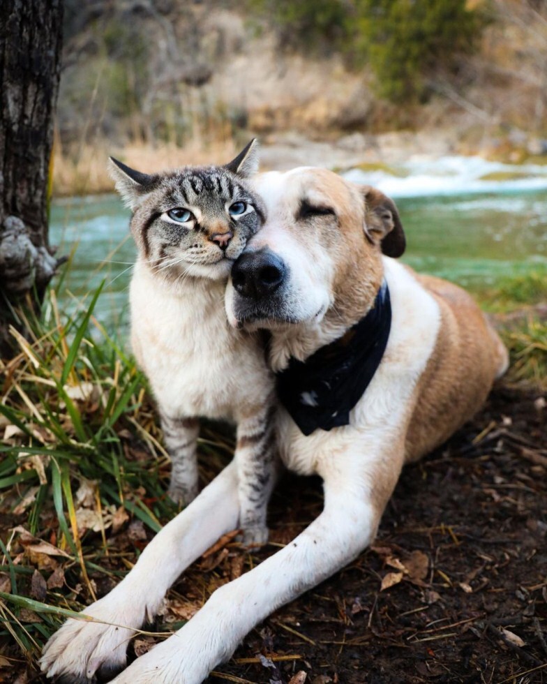 Henry és Baloo - Megható barátság köti össze kutyát és macskát