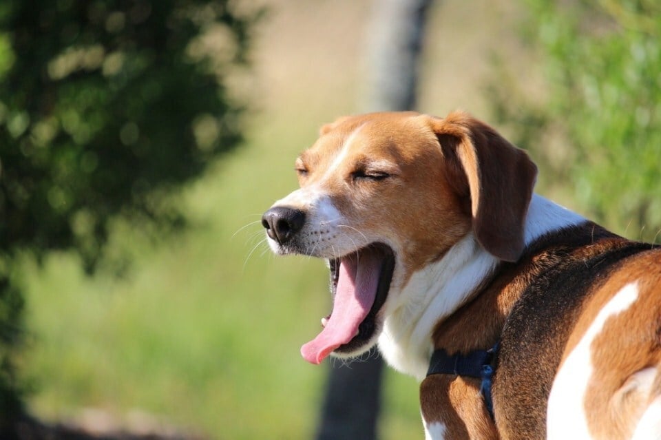 Ásítás kutyáknál - Izgatottság és várakozás jele lehet, például, ha már alig várja a sétát