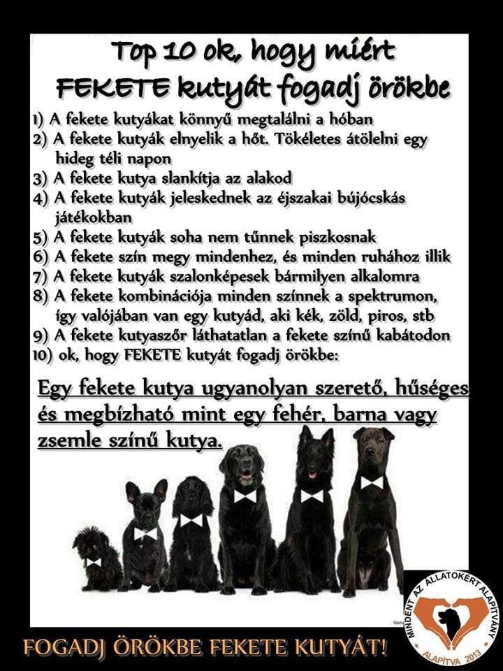 10 ok, hogy miért fogadj örökbe fekete kutyát!