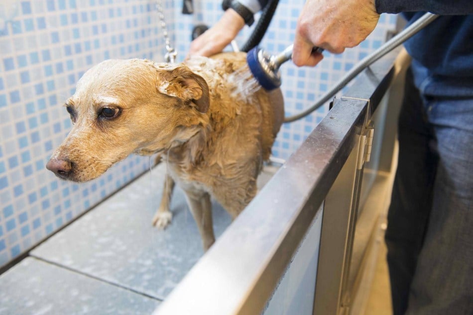 A paraziták okozta szőrhullás kezelésének részét képezheti a gyógysamponos fürdetés kutyáknál