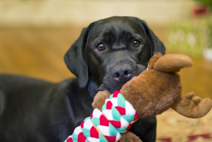 Álvemhesség kutyáknál - a játékok begyűjtése tipikus jel