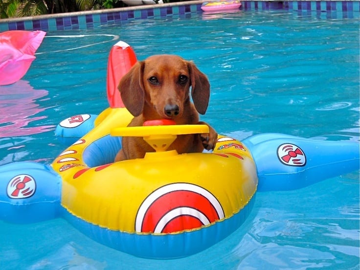 Kutya a medencében - Tacskó a gumimatracon