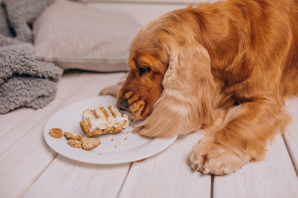 ¿Sabías que comer por estrés también puede afectar a los perros?