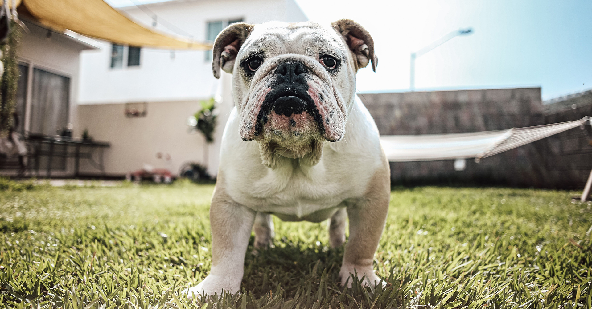 English Bulldogs are twice as sick as other dogs