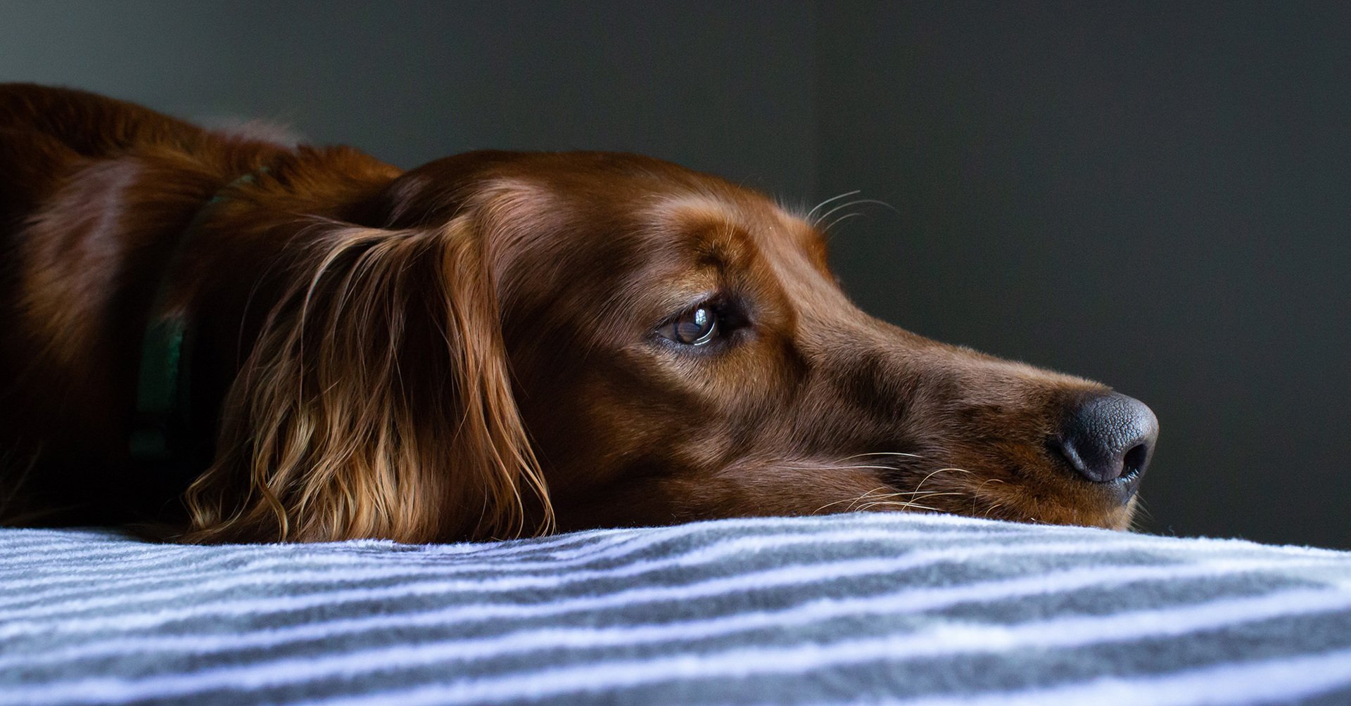 Canine epilepsy is a mysterious disease.