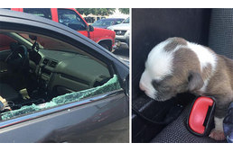 Kéthetes kutyakölyköt hagytak a napon parkoló autóban