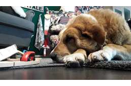 Kóbor kutyáknak nyújt menedéket a szicíliai IKEA