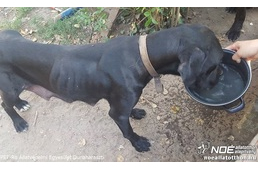Drámai életmentés: 10 cane corso éhezett egy lakatlan ingatlanon