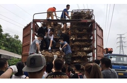 800 kutyát és 200 macskát mentettek egy teherautóból a kutyahúsfesztivál elől Kínában