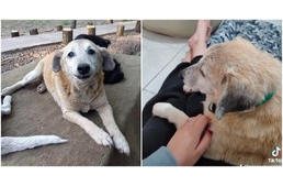 11 éve várt gazdira az öreg kutyus – Hihetetlenül boldog, hogy örökbefogadták!