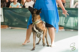 Táncos kutyák - Ilyen volt az I. Holdfény Dog Dancing Kupa