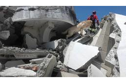 Meghalt egy mentőkutya Ecuadorban, miközben a földrengés túlélői után kutatott