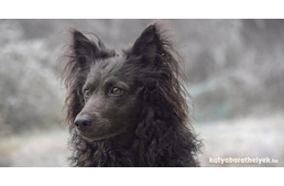 Újabb magyar kutyafajtát vett nyilvántartásba az AKC: már a mudi is ringbe léphet az amerikai kiállításokon