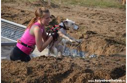 Szeptemberben szintet lép a Hard Dog Race – a Wild futam várja a legkeményebb kutyás futókat