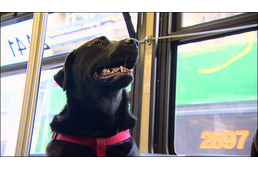 Egyedül utazik a buszon egy seattle-i fekete labrador