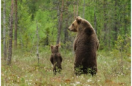 Óvatosan a túrán: medvecsalád kóborol a Bükk és a Mátra területén