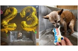 "23 éves lettem!" – Így ünnepelte születésnapját a mentett csivava