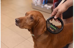 Ingyenes chipleolvasás, hogy minden elveszett kiskedvenc hazataláljon – a MOL szilveszterkor is segít az elveszett kutyákon